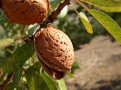 بادام معمولی